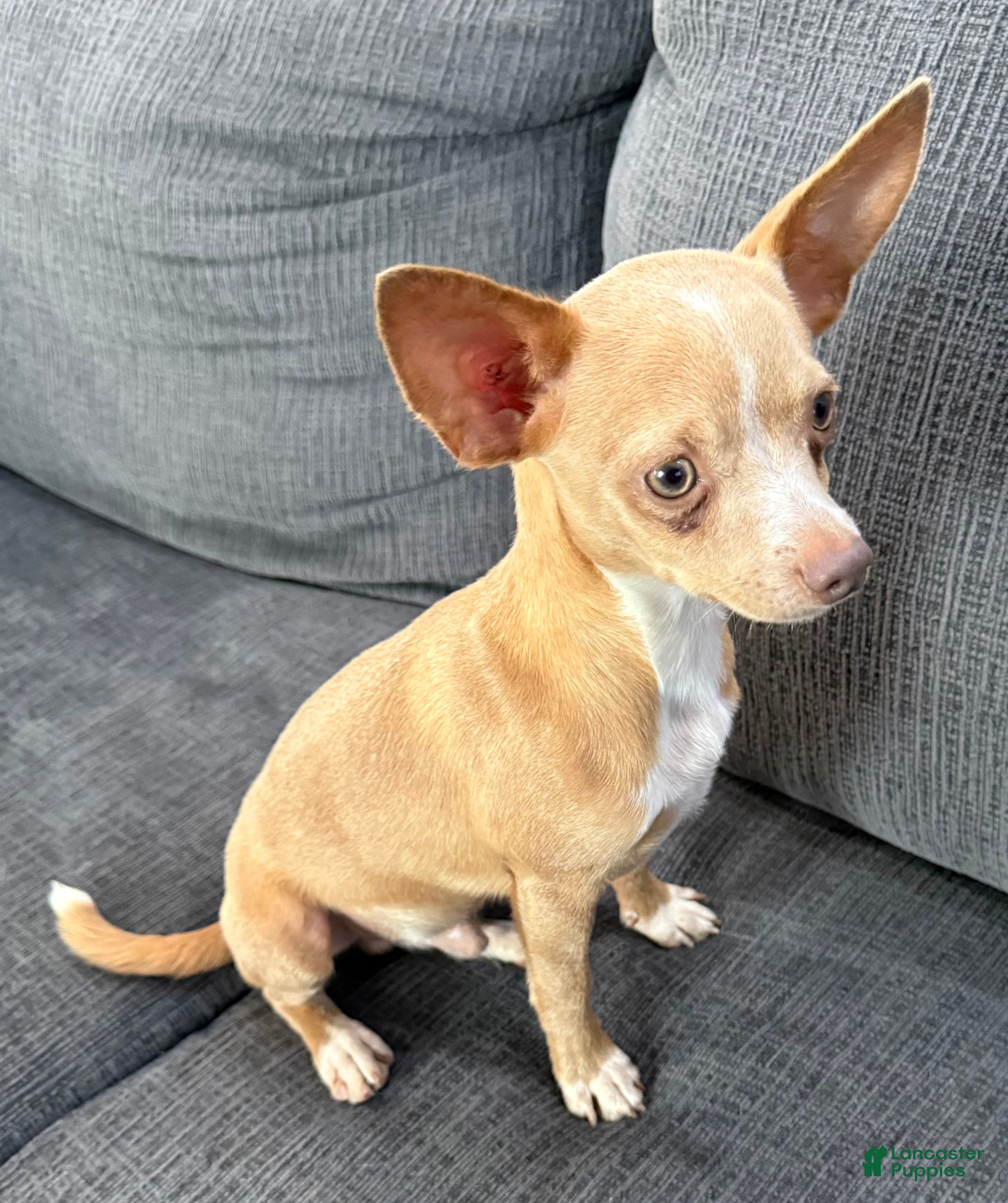 Chihuahua dogs Goldie - Ad 1