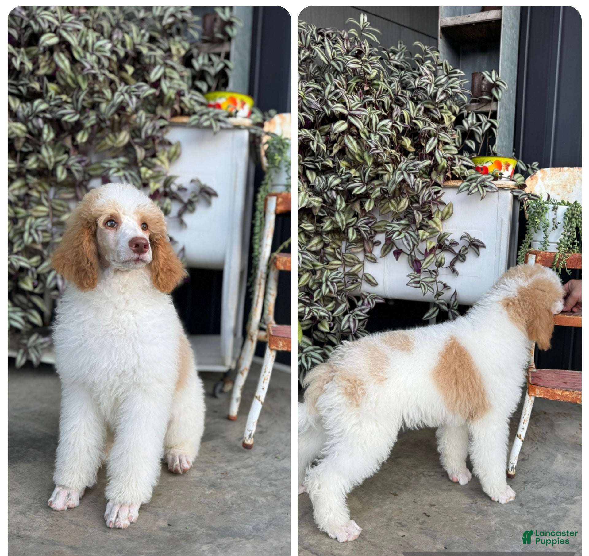 Standard Poodle dogs River - Ad 2