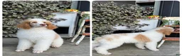 Standard Poodle dogs for sale: River - Ad 2