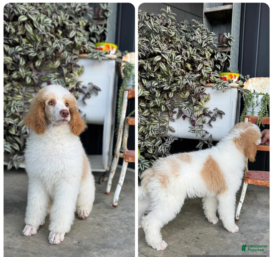Standard Poodle dogs for sale: River - Ad 2