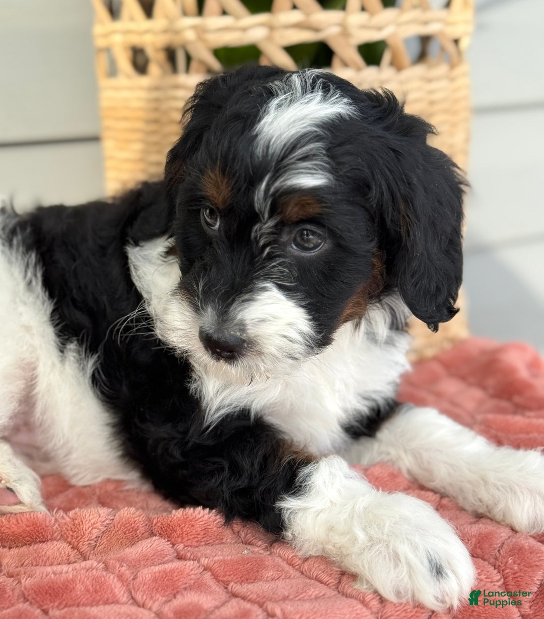 Mini Bernedoodle dogs for sale: Foxy - Ad 3