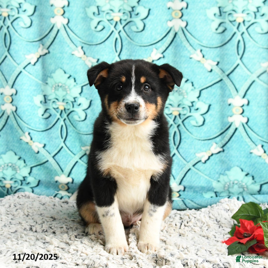 Mixed Breed dogs for sale: Moki - Ad 2