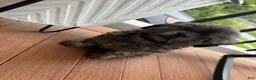 Shih Tzu dogs for sale: Shih Tzu 1 - Ad 2