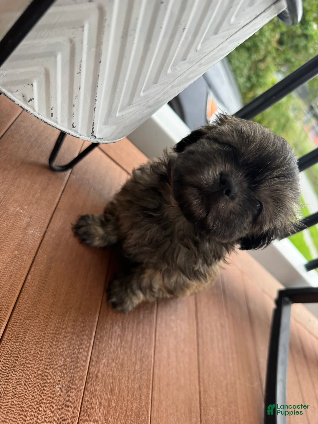 Shih Tzu dogs for sale: Shih Tzu 1 - Ad 2