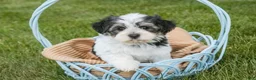 Havanese dogs for sale: Francesca - Ad 3