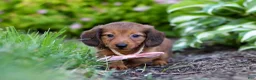 Miniature Dachshund dogs for sale: Allie - Ad 3