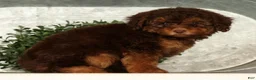 Toy Poodle dogs for sale: Saphire - Ad 6