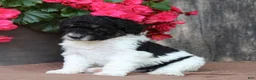 Standard Poodle dogs for sale: Sage AKC standard poodle - Ad 34
