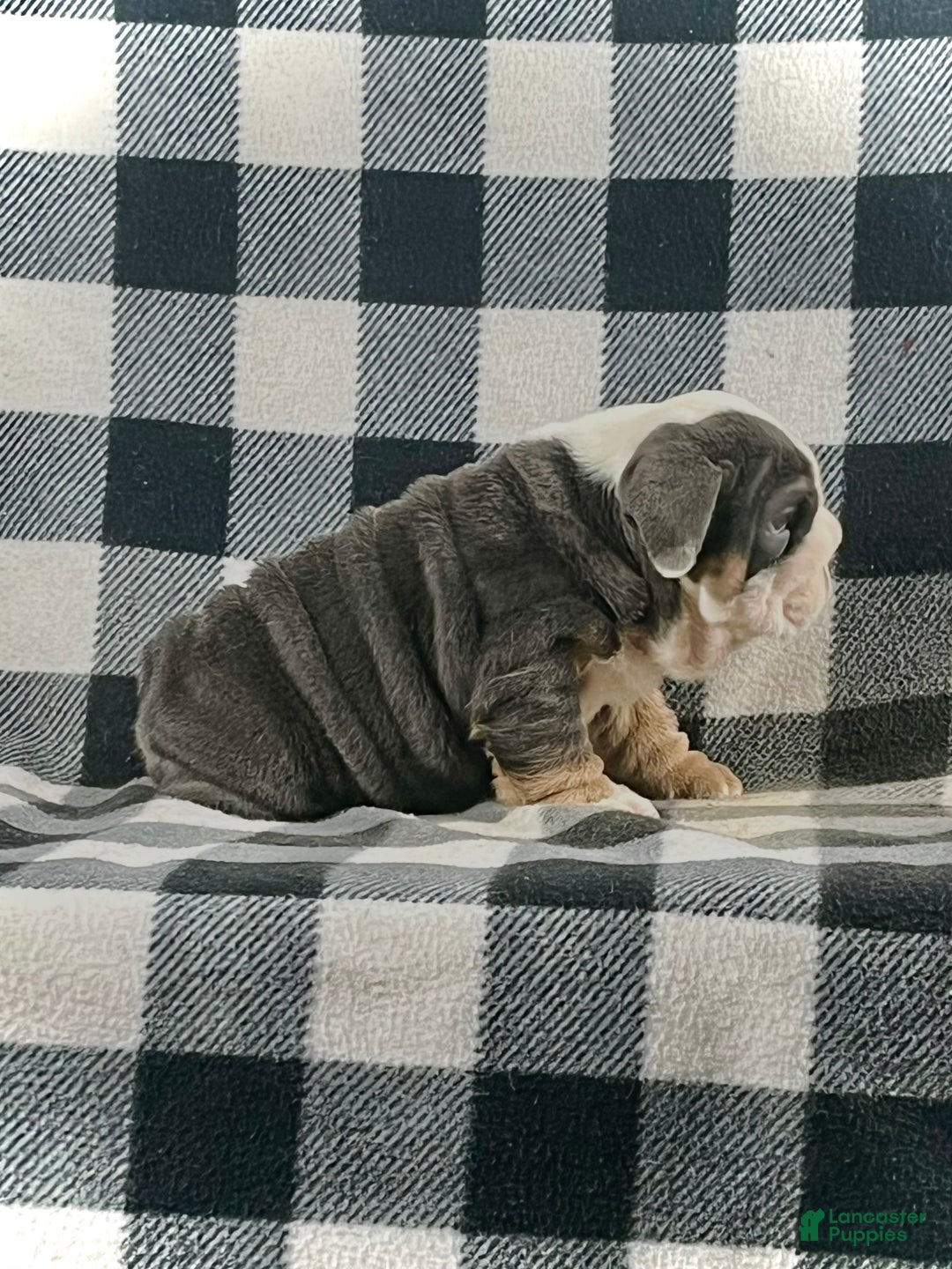 English Bulldog dogs for sale: Buddy - Ad 3