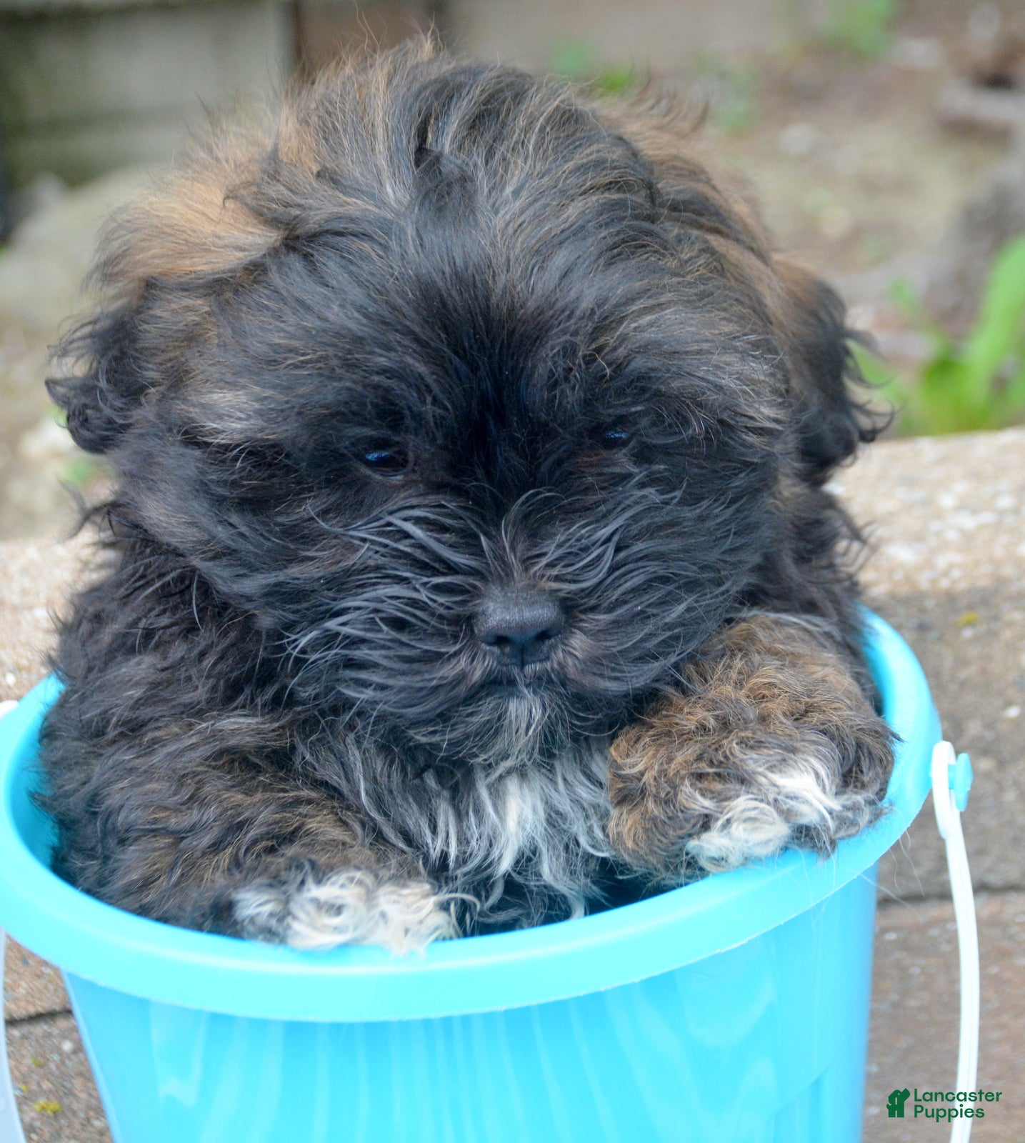 Shihpoo dogs Shihpoo Sal - Ad 13