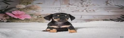Miniature Dachshund dogs for sale: AKC-Milly - Ad 10