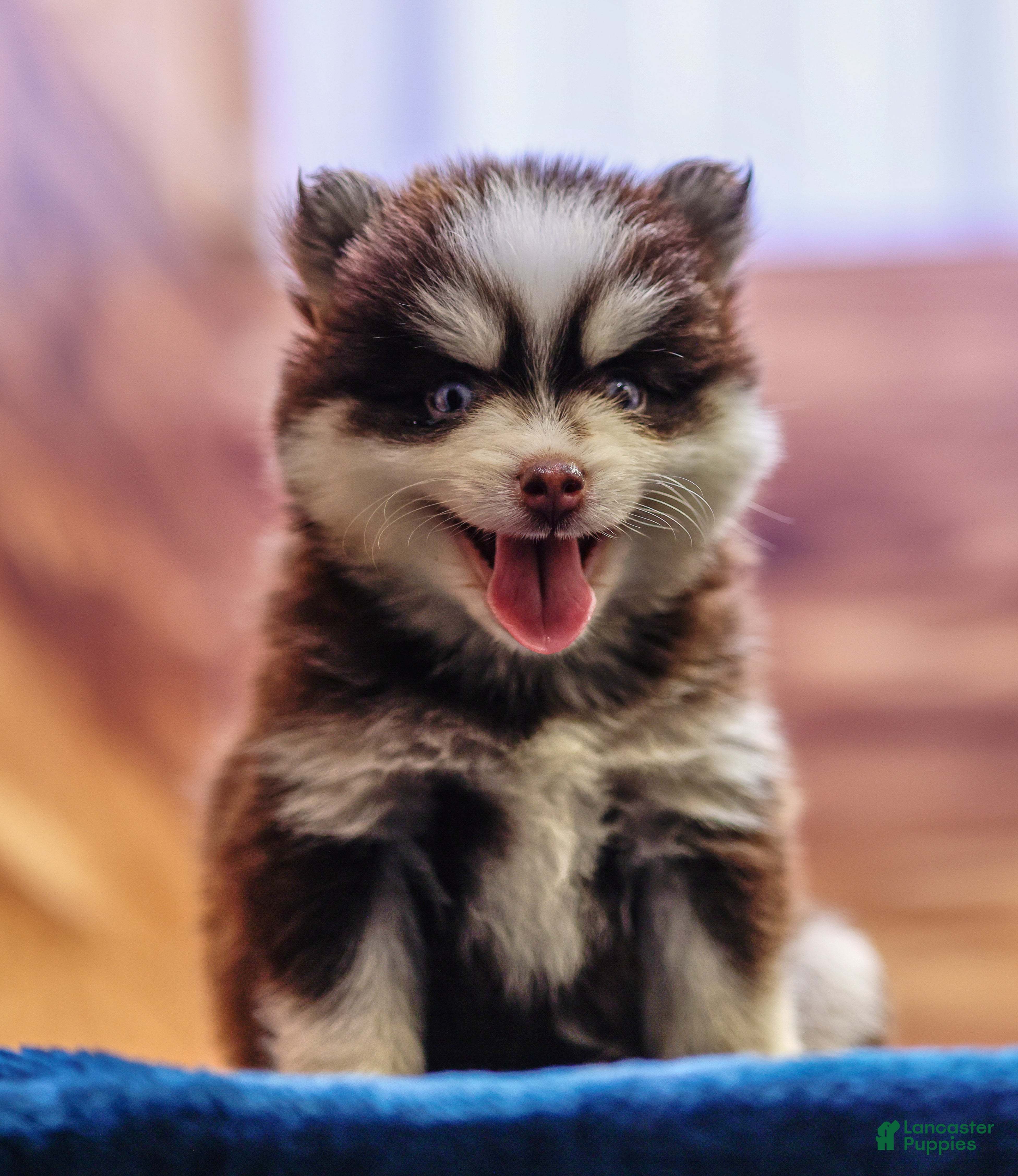 Pomsky dogs Twix - Ad 1