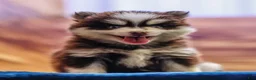 Pomsky dogs for sale: Twix - Ad 1