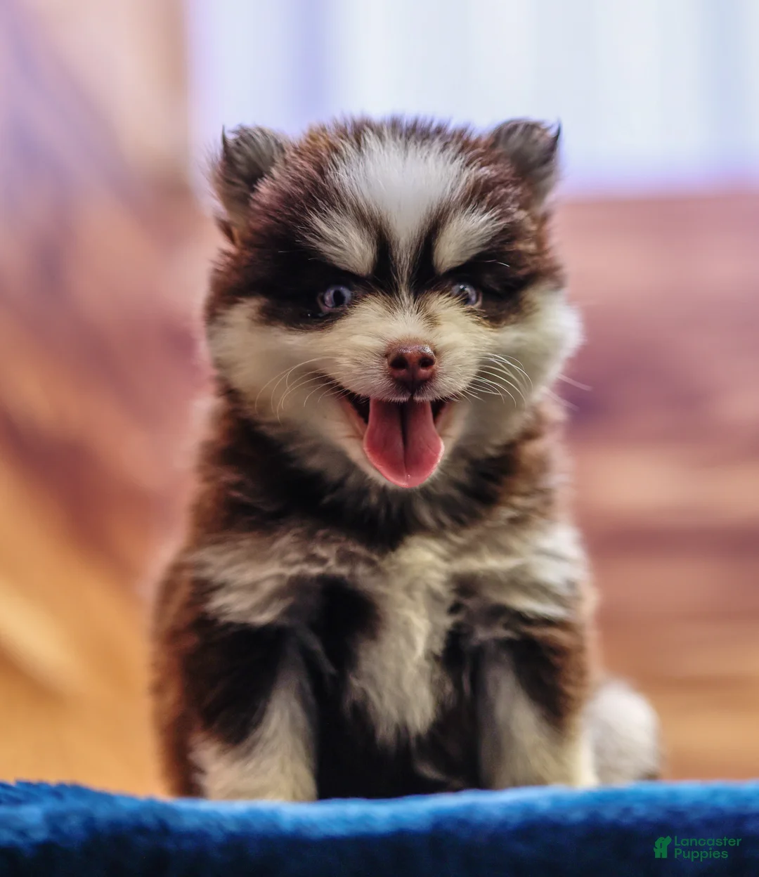 Pomsky dogs for sale: Twix - Ad 1
