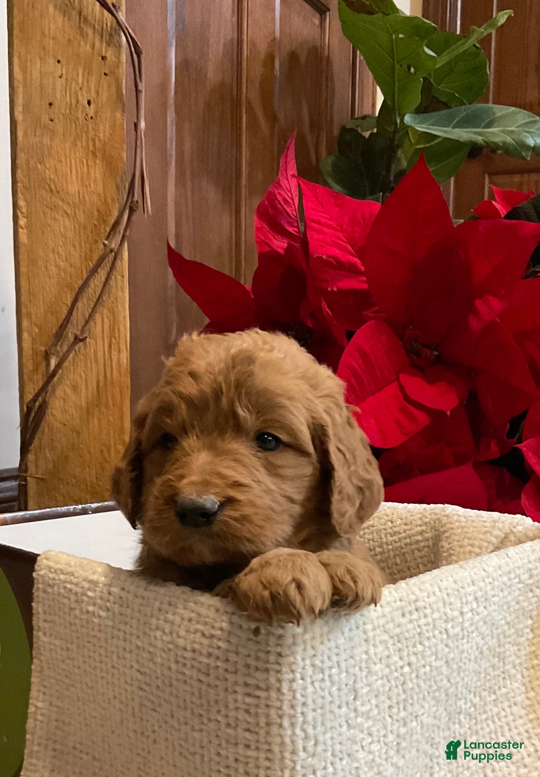 Goldendoodle dogs for sale: Goldendoodle Puppy 4 - Ad 3