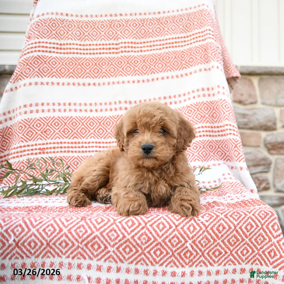 Cockapoo dogs for sale: Bart - Ad 2