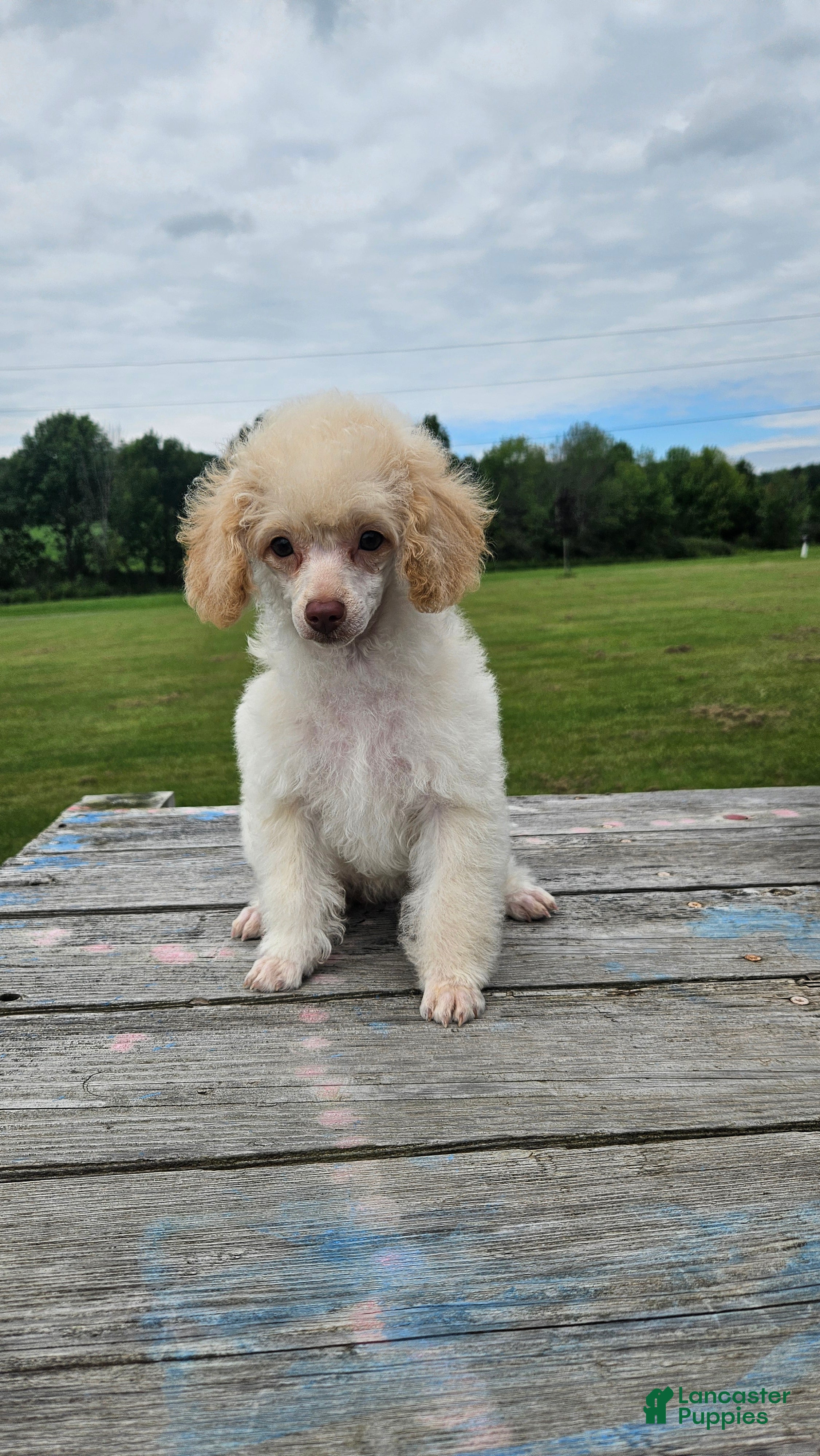 Toy Poodle dogs for sale: Poppy - Ad 2
