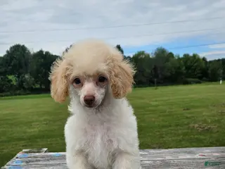 Toy Poodle dogs Poppy - Ad 9