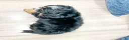 Mini Bernedoodle dogs for sale: Trixie - Ad 5