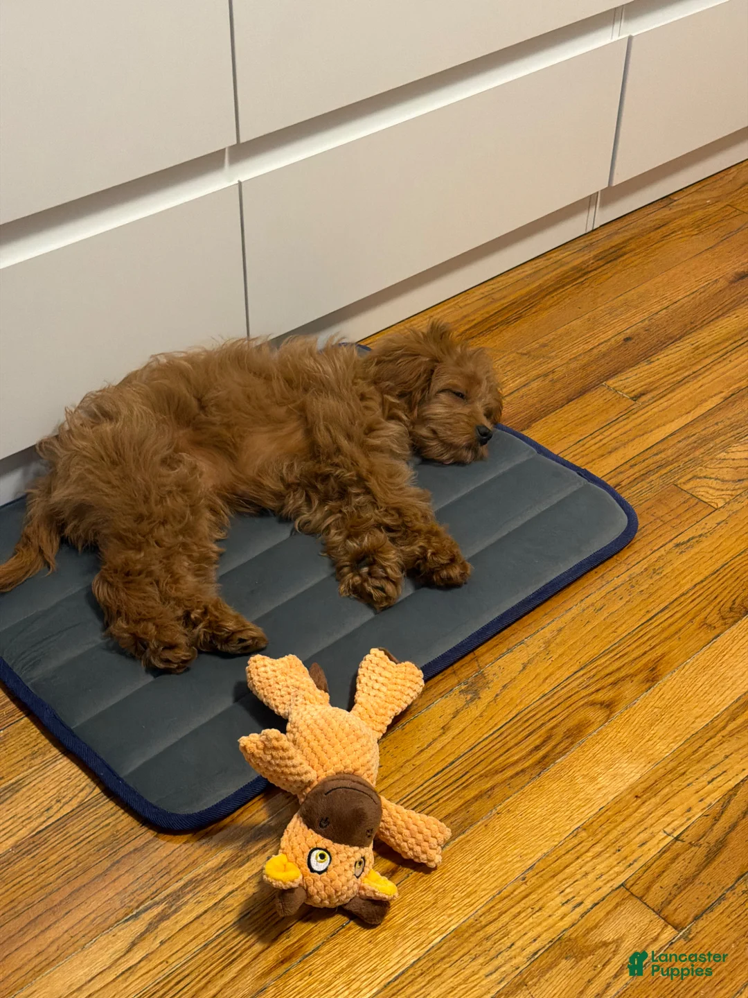 Cavapoo dogs for sale: Cavapoo Puppy 1 - Ad 2