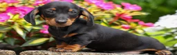 Miniature Dachshund dogs for sale: Iggy🐶  - Ad 16