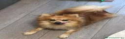 Pomeranian dogs for sale: Pomeranian 1 - Ad 4