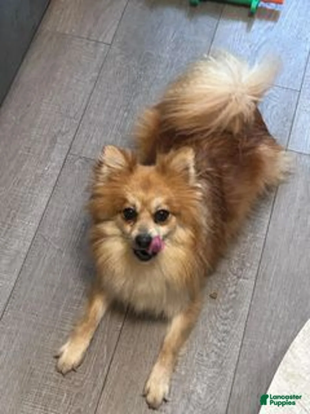 Pomeranian dogs for sale: Pomeranian 1 - Ad 4