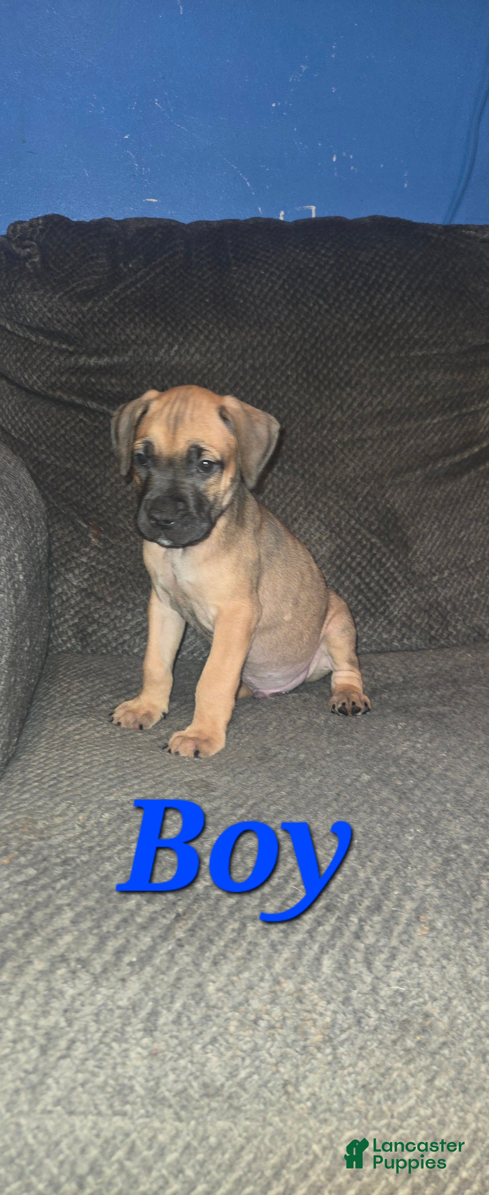 Cane Corso dogs Cane Corso Puppy 1 - Ad 14