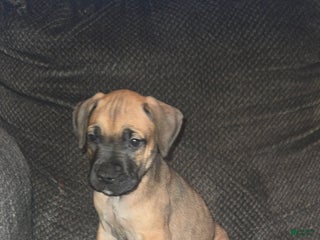 Cane Corso dogs for sale: Cane Corso Puppy 1 - Ad 1