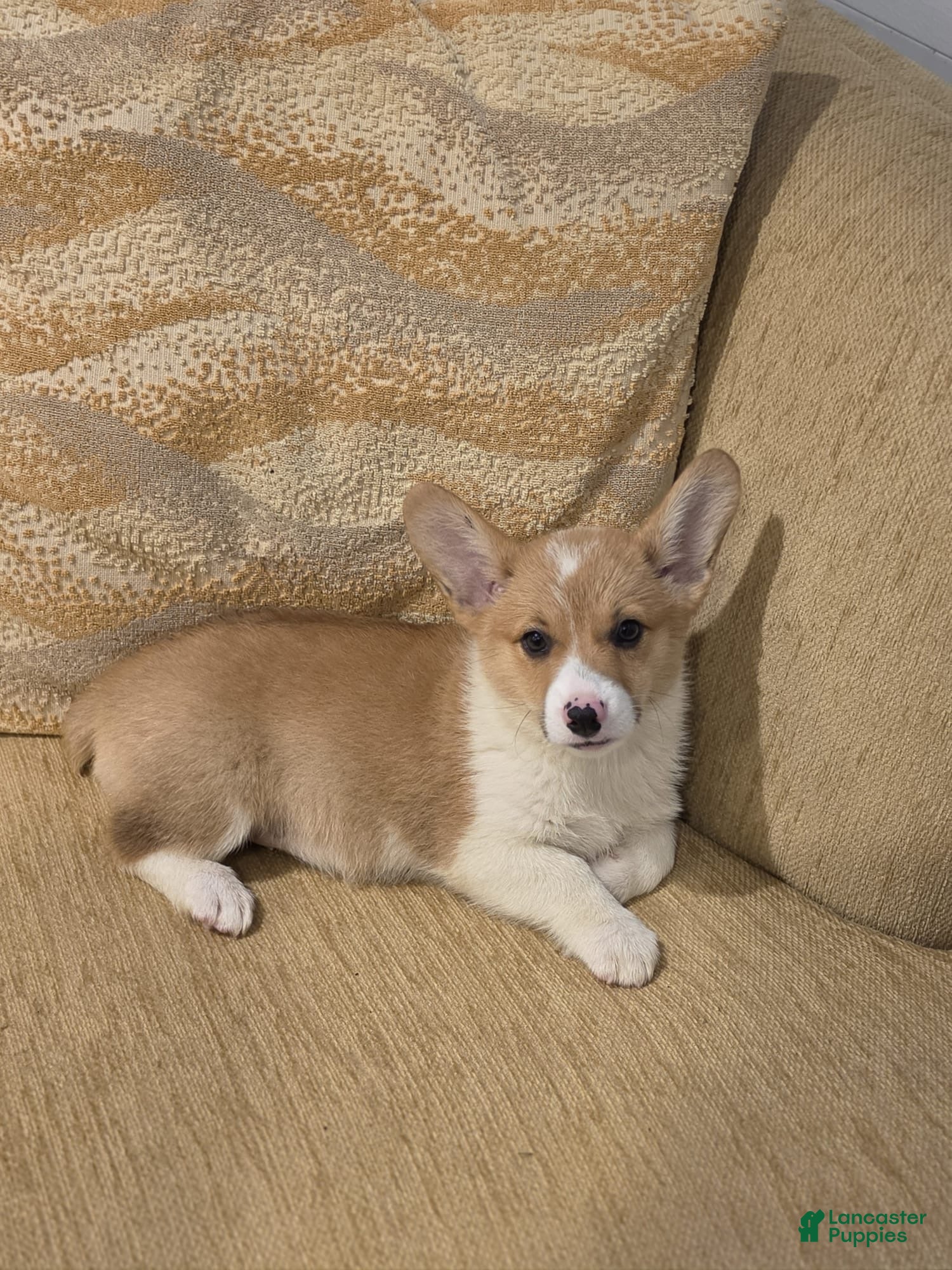 Welsh Corgi Pembroke dogs Welsh Corgi Pembroke 4 - Ad 1
