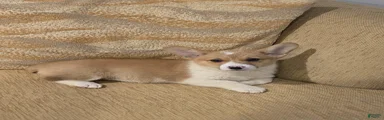 Welsh Corgi Pembroke 4
