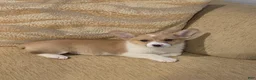 Welsh Corgi Pembroke dogs for sale: Welsh Corgi Pembroke 4 - Ad 1