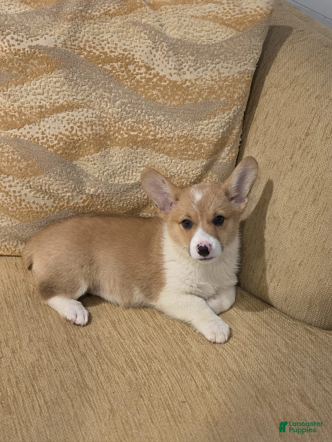 Welsh Corgi Pembroke dogs for sale: Welsh Corgi Pembroke 4 - Ad 1