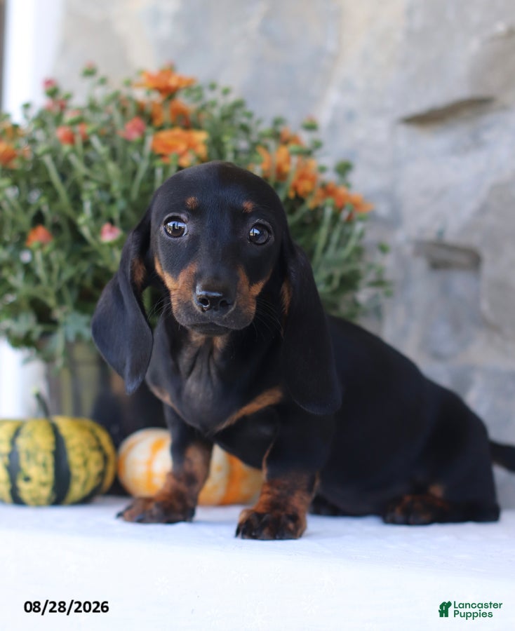 Dachshund dogs Sue - Ad 1