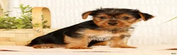 Yorkshire Terrier dogs for sale: Seth - Ad 8