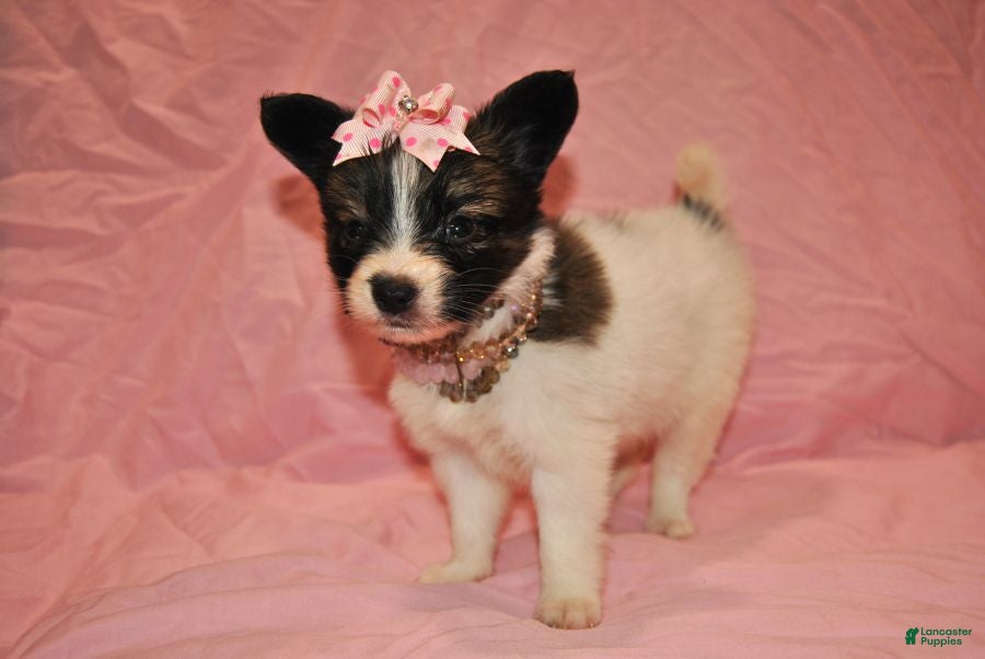 Papillon dogs Hannah  - Ad 1