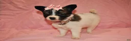 Papillon dogs for sale: Hannah  - Ad 1