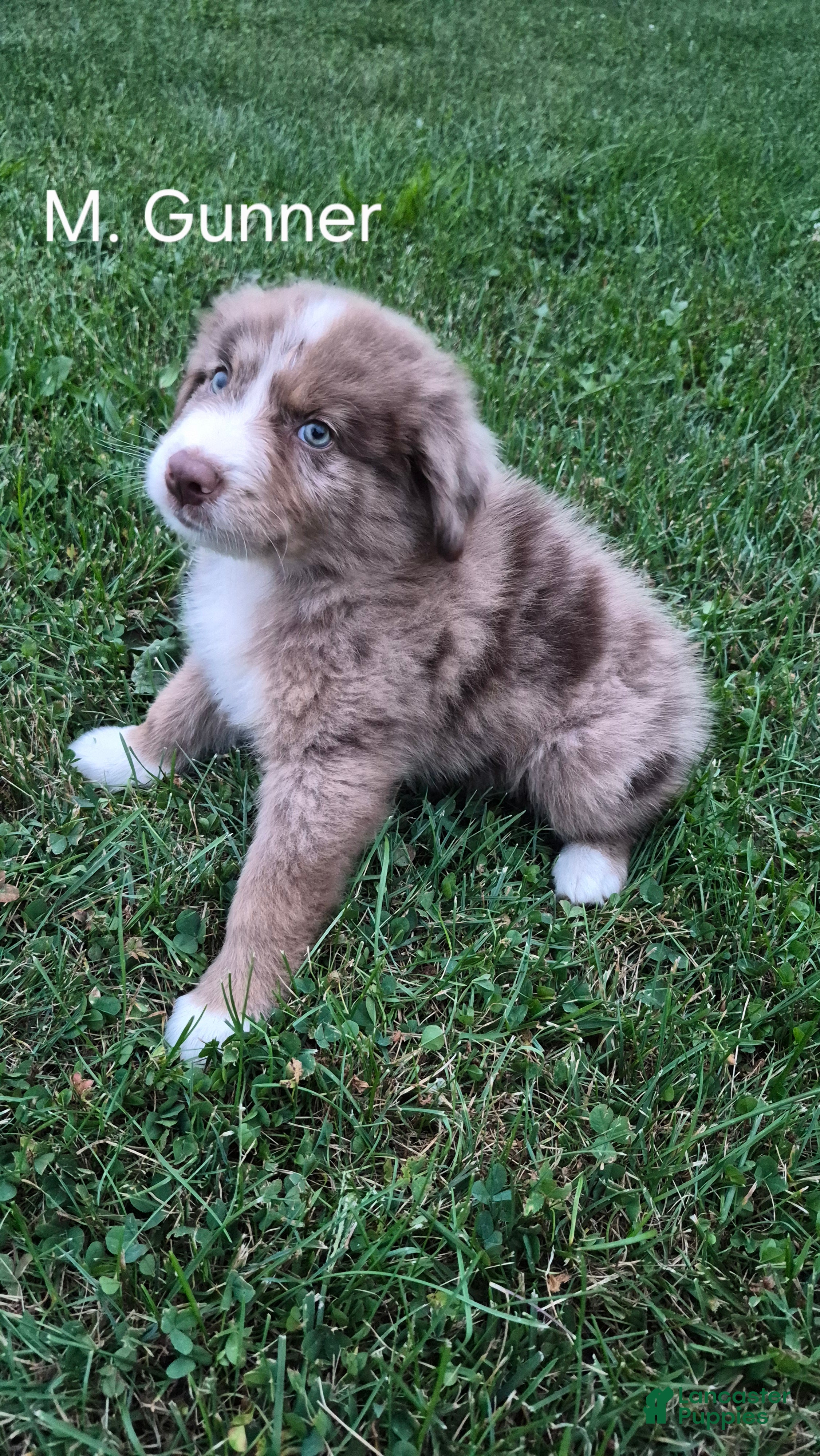 Australian Shepherd dogs Gunner, A.S.5 - Ad 1