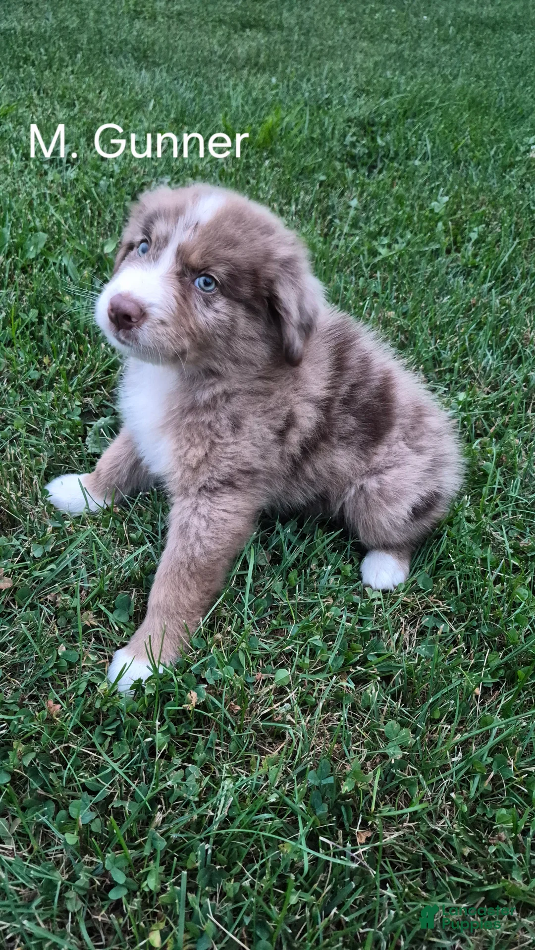 Australian Shepherd dogs for sale: Gunner, A.S.5 - Ad 1