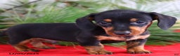 Miniature Dachshund dogs for sale: Toby - Ad 3