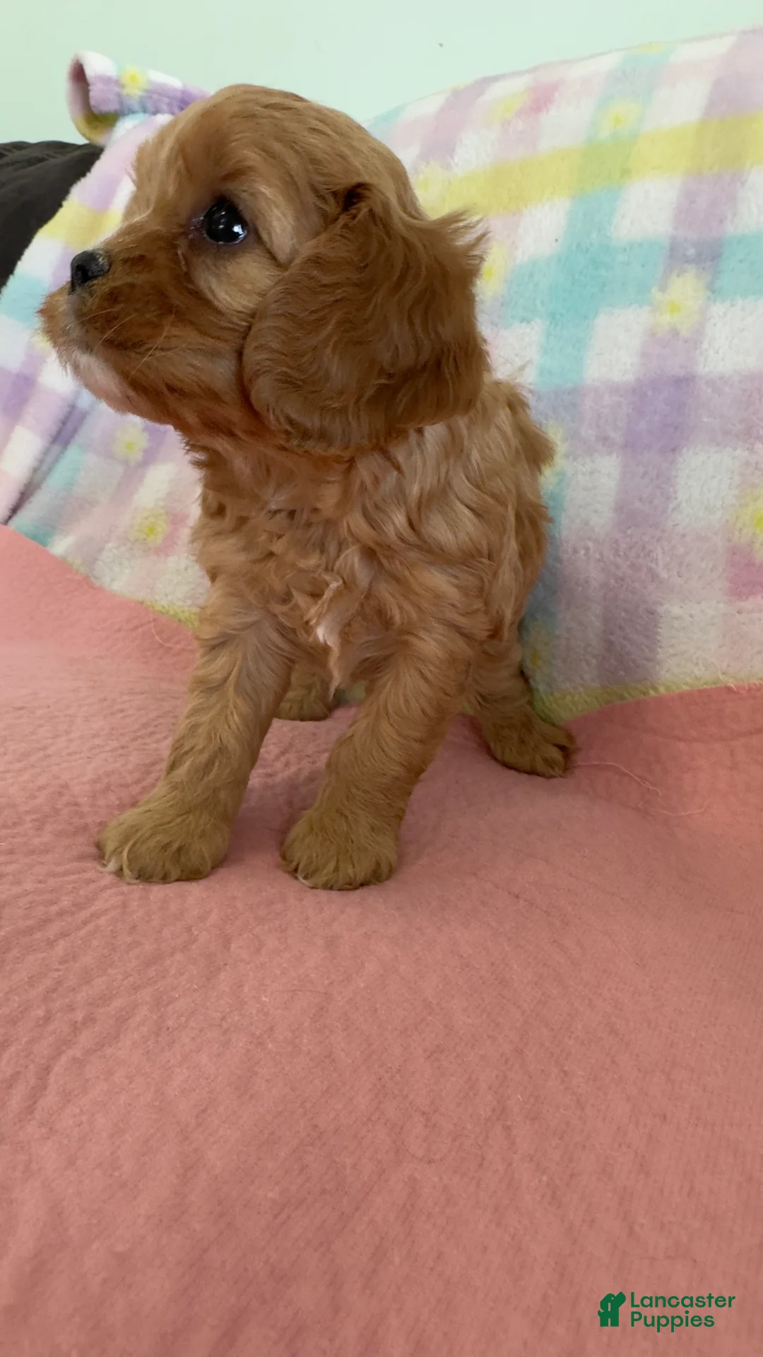 Cavapoo dogs for sale: Annie  - Ad 6