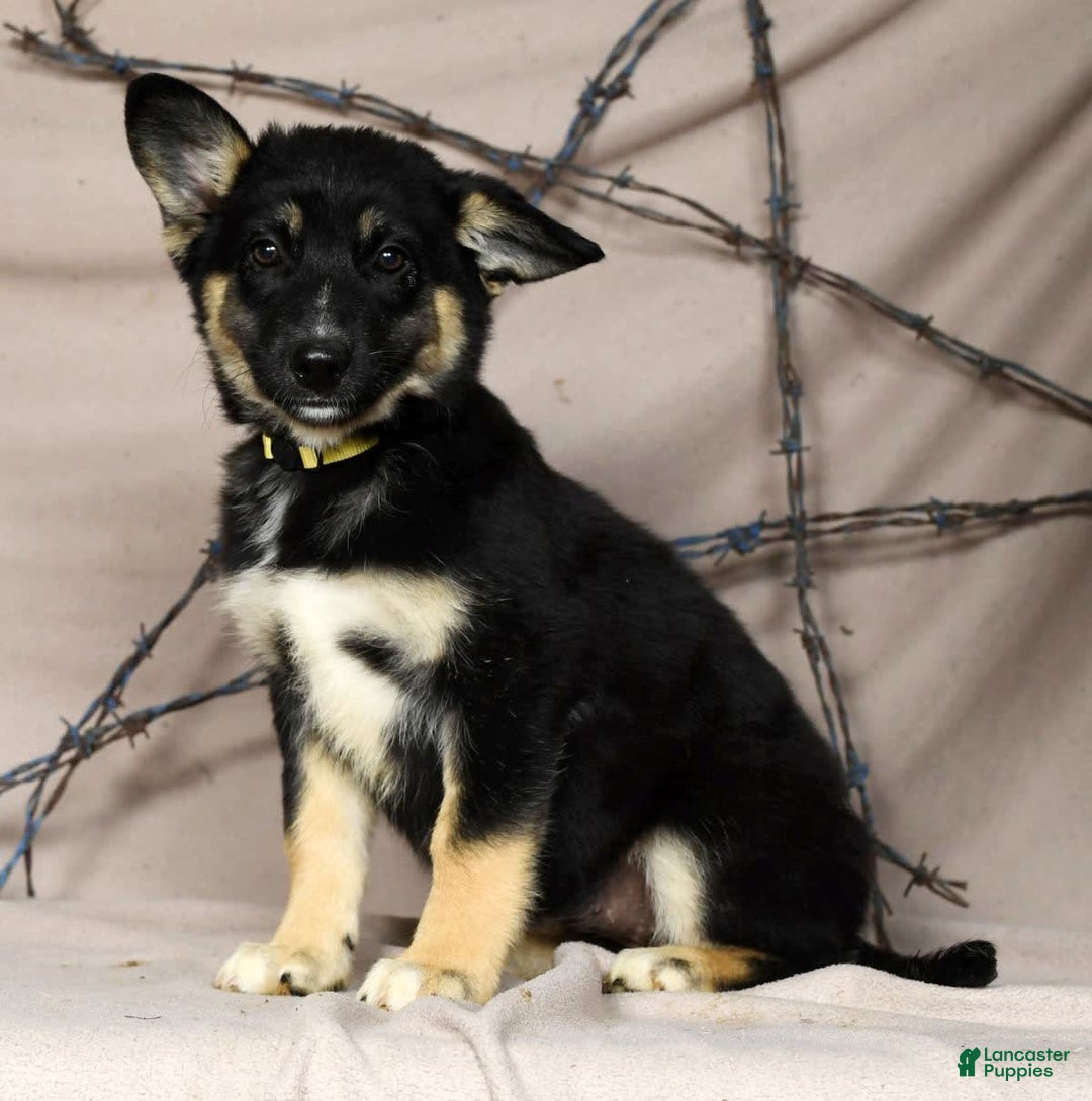 Gallery Image {{count}}