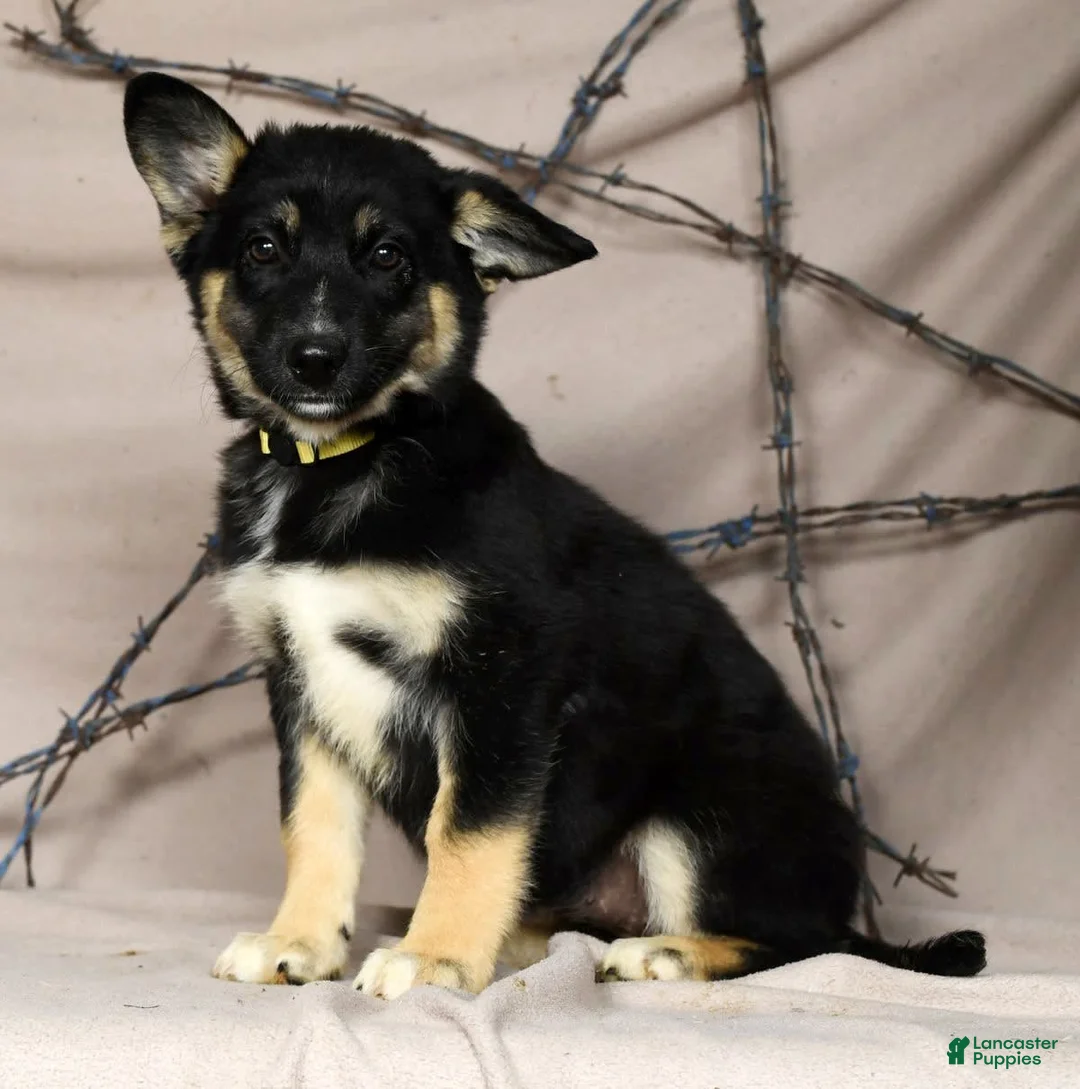 Gallery Image {{count}}