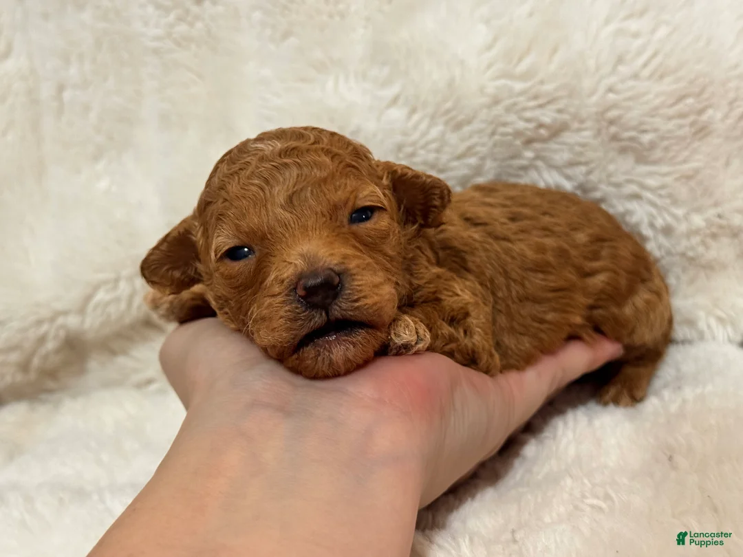 Toy Poodle dogs for sale: Louie - Ad 9