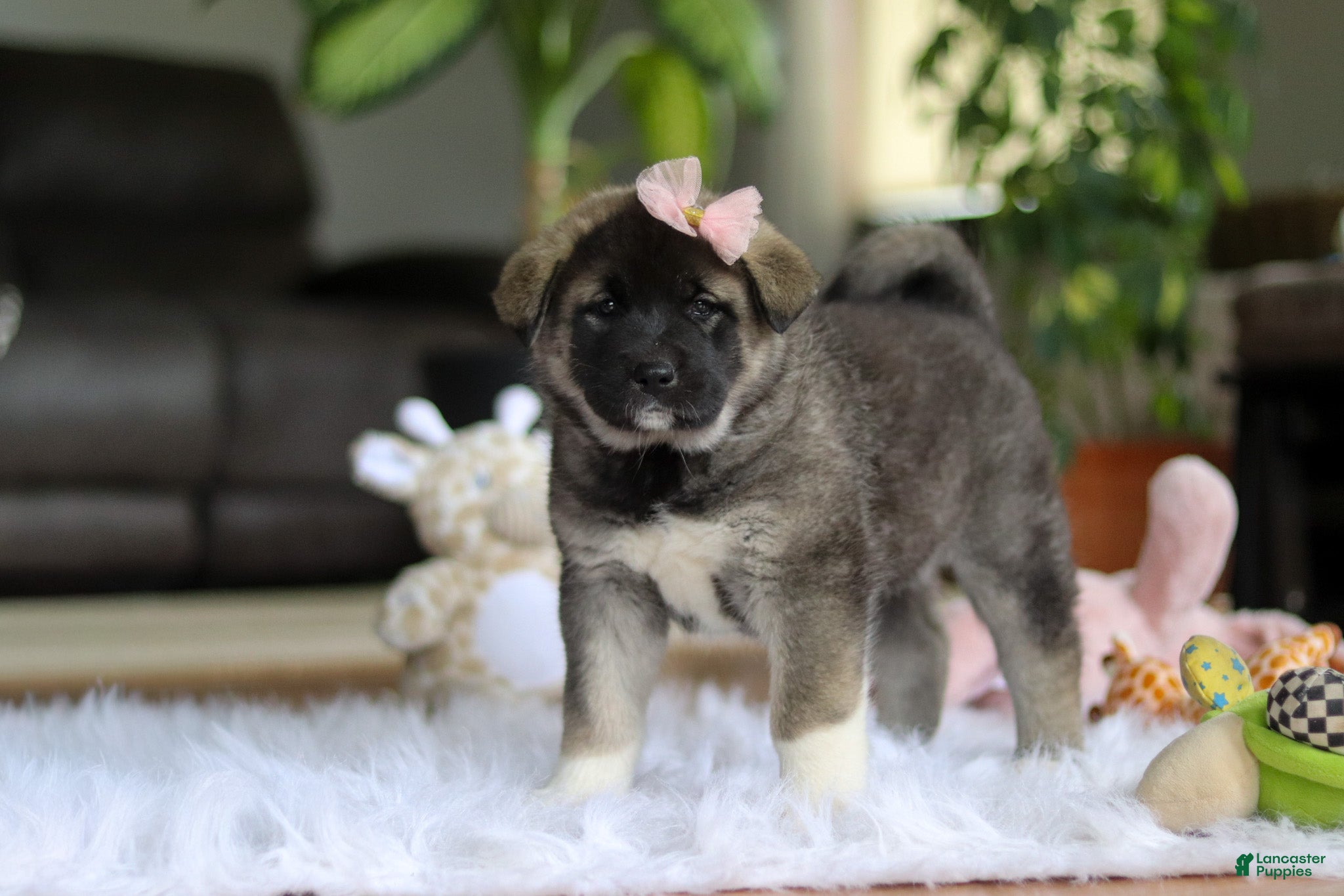 Akita dogs for sale: Callie - Ad 1