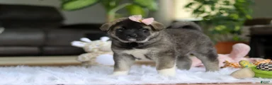Callie