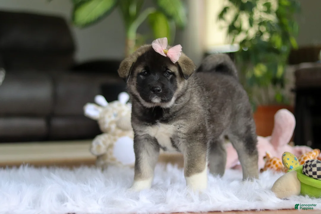 Akita dogs for sale: Callie - Ad 1