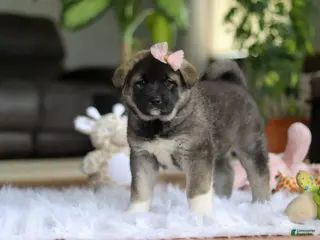 Akita dogs for sale: Callie - Ad 1