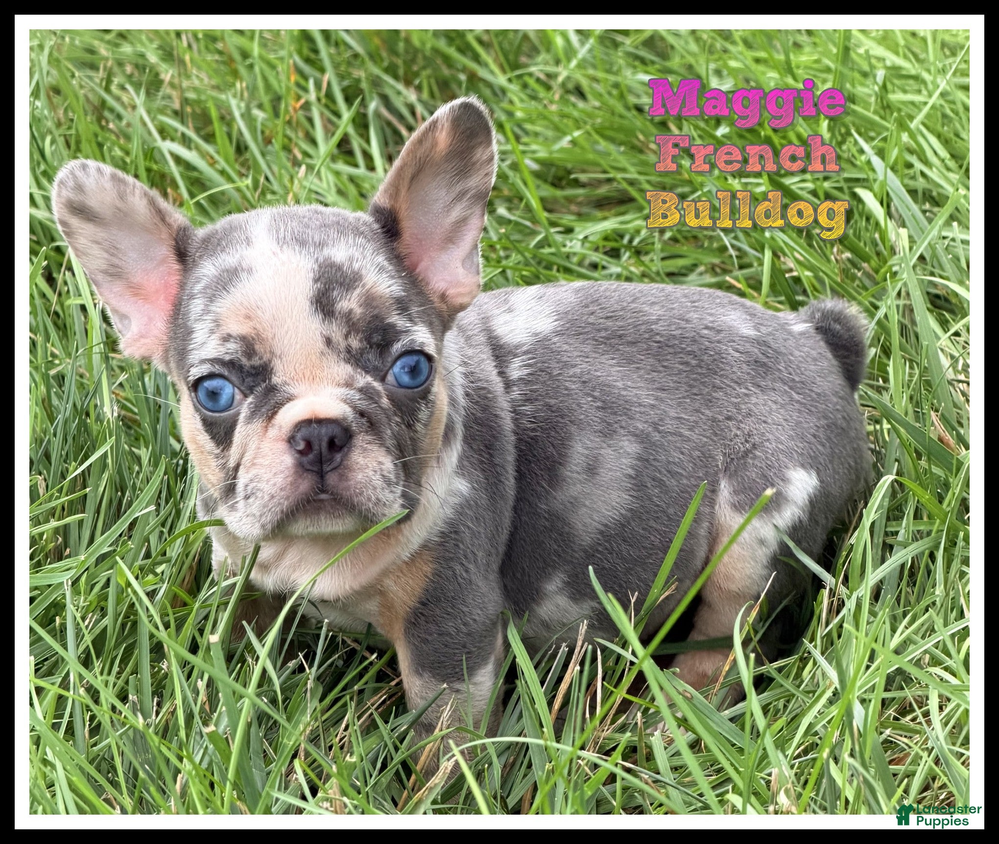 French Bulldog dogs Maggie - Ad 1