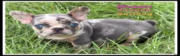 French Bulldog dogs for sale: Maggie - Ad 1